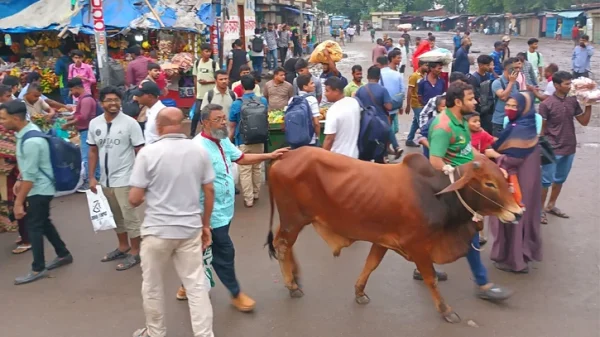 রাজধানীর গাবতলী পশুরহাট